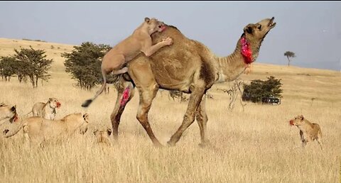 Lion vs camel big fight caught on camera