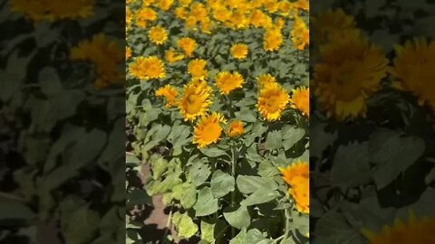 A 2nd sunflower field by highway 152 close to Gilroy California. #short.