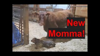Maternal Instincts | Calf Pulling | Calving 2022 | Hashknife Ranch