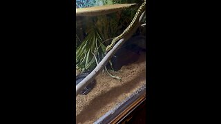 Jungle jag carpet python eating