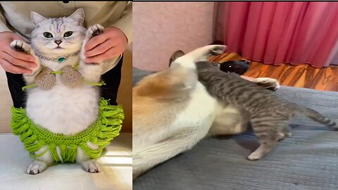 Fun moments with dogs and cats 😂