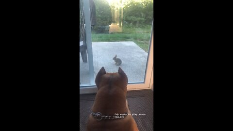 GIANT Pit Bull puppy wants to play with his new bestie baby bunny rabbit 🦁🐰🐇