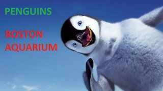 Feeding Penguins! | Boston Aquarium | African Penguins | Rockhopper Penguins