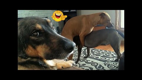 WORLD BEST FUNNIEST🤣 Dog vs men 🤣 funny video> Don't Try Laughing 🤣 clips