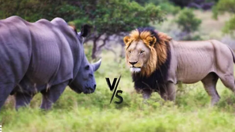 Untamed Battle- Rhino and Lion