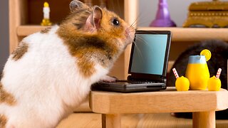 Compilation Of Funny And Cute Hamster Videos #2 Hamster Doing Funny Things In 2023 !