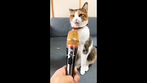 Funny Videos For Cute Cats