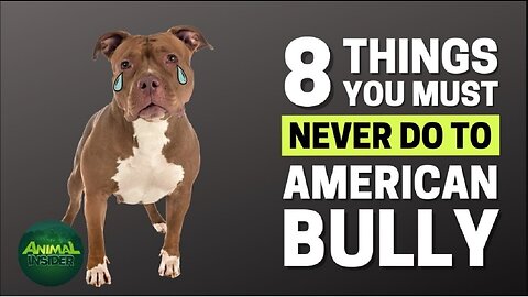 8 Things You Must Never Do to Your American Bully