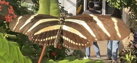 Zebra Longwing Butterfly, Heliconius charithonia (Linnaeus)