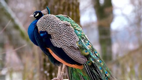 Peacock / Beautiful peacock video #natureshortsvideo