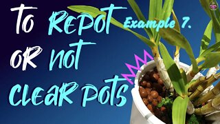 How to judge if a repot is necessary when you cannot see the roots of your orchids | Opaque Pots #pH