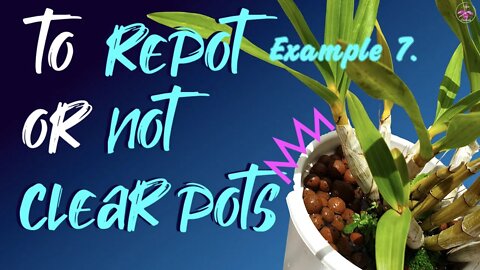 How to judge if a repot is necessary when you cannot see the roots of your orchids | Opaque Pots #pH