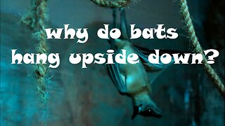 Why do bats hang upside down?