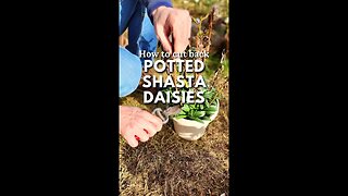 😉How to Cut Back Potted Shasta Daisies✂️ - #shorts