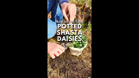 😉How to Cut Back Potted Shasta Daisies✂️ - #shorts