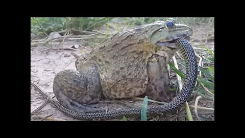 Amazing Catching Frog Using Plastic Bottle - A Very Simple Frog Trap
