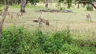 Kangaroos, Mother and baby, 25th April 2021 ( Video 2 )