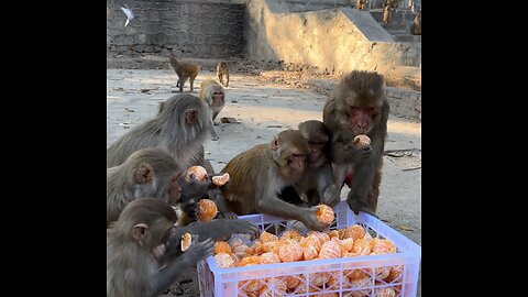 Monkey enjoying with orange
