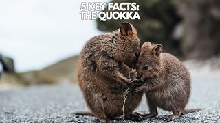 From Forests to Social Media Fame: 5 Key Facts About The Happiest Animal On Earth The “Quokka’s”
