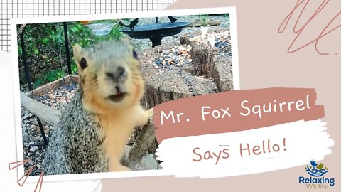 Mr. Fox Squirrel Says "Hi!"