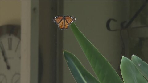 'Butterfly Whisperer' helps to protect monarch species