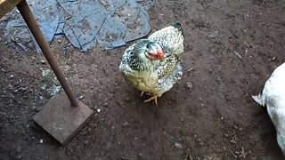 Wyandotte Hen, This is Rhiannon, One of my older backyard hens 28/06/2020