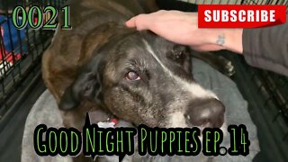 the [DOG]diaries [0021] GOOD NIGHT PUPPIES - EPISODE 14 [#dogs #doggos #doggies #puppies]