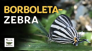 Borboleta-zebra