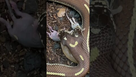 TRENDING Watch: Shocking clip shows two-headed snake swallowing mice