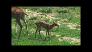 First Southern Illinois deer fawns at the Kapper Outdoors farm! Country living at it's best!