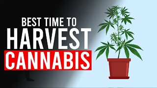 Best Time To Harvest CANNABIS!