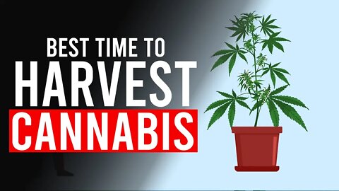 Best Time To Harvest CANNABIS!