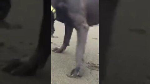 Dog play with crab