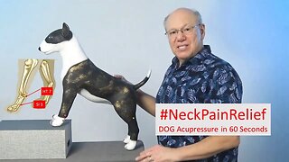 Pawsitive Healing: Acupressure for Dog Neck Pain
