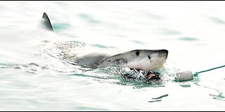 Diver Slammed in And Out of Water by Great White Shark