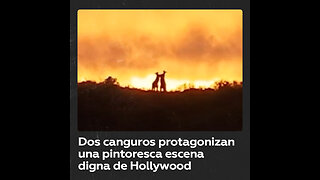 Dos canguros pelean durante un hermoso ocaso de ‘ciencia ficción’