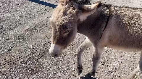 Wild Nevada donkeys!