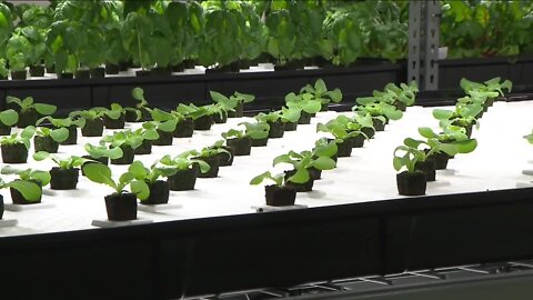 Bruce Randolph School's hydroponic farm to produce 10,000 pounds of produce annually