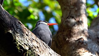CatTV: Take your Cat to the San Diego Zoo: Inca Tern