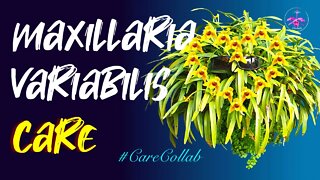 Maxillaria variabilis in Orchitop | How I care for Maxillaria variabilis #CareCollab