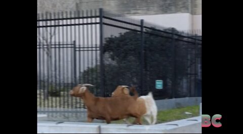 Mystery goats go on rampage through San Francisco streets
