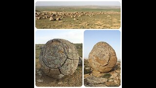 Some kind of Petrified giant seeds?