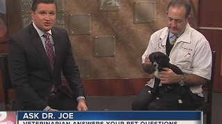 Dr. Joe visits 2 Works for You midday to answer pet health questions