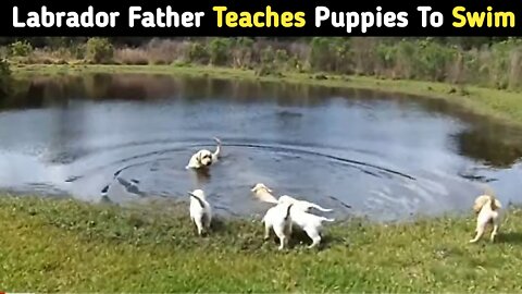 Labrador Father Teaches Puppies To Swim #Swim #Dog #puppies