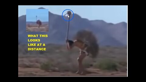 Ostrich Attack Behavior Observed - Several Actual Ostrich Attacks Are Discussed & Analyzed