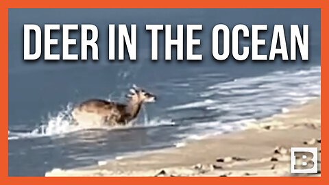 North Carolina Police Spot Deer GOING FOR A SWIM in the Atlantic Ocean