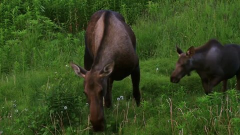 Mother and Baby Moose Grazing in Pasture