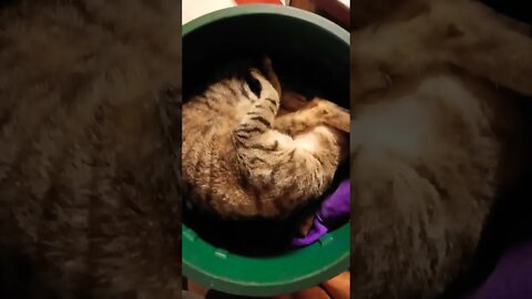 Skippy has a new place to sleep in the laundry basket
