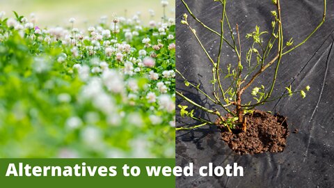 Alternatives To Weed Cloth