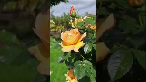 Maigold: Coppery Shrub or Climbing Rose